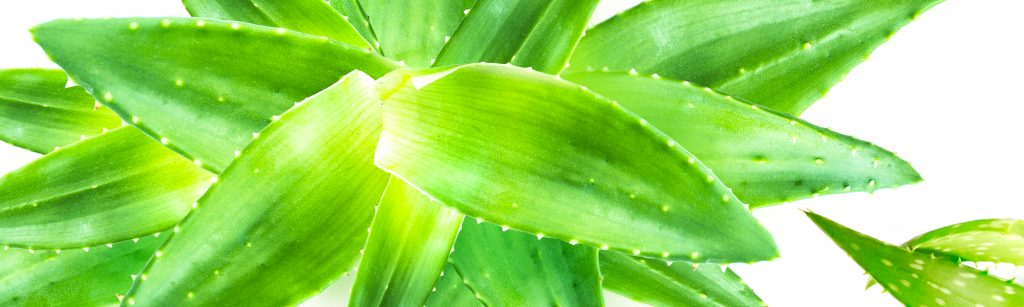 Aloe Vera – Feuchtigkeit pur