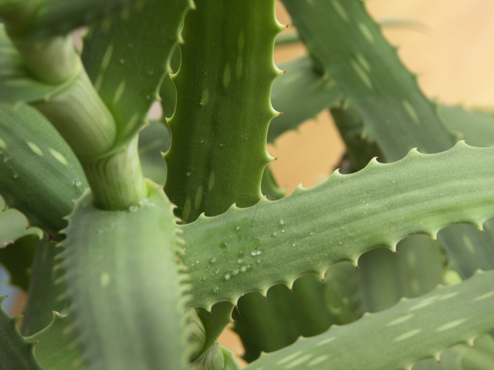 Aloe Vera – Feuchtigkeit pur